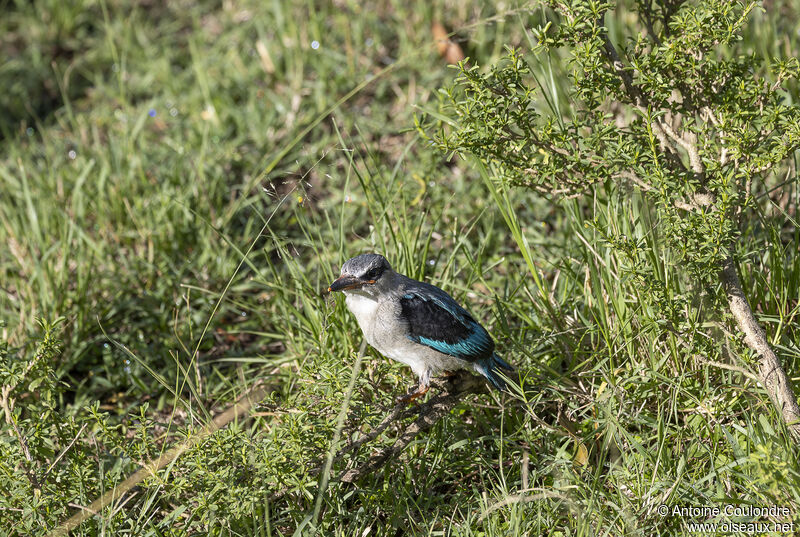 Woodland Kingfisherjuvenile