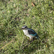 Woodland Kingfisher