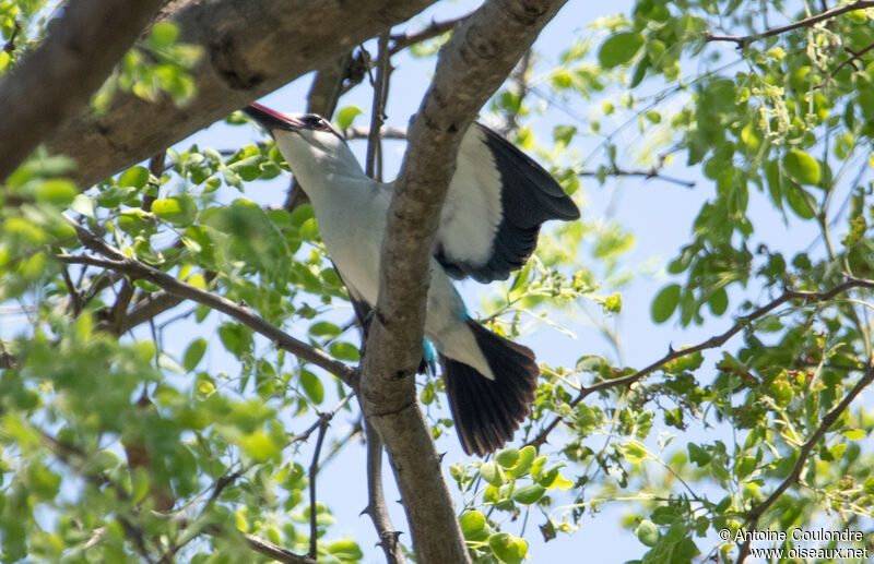 Woodland Kingfisheradult