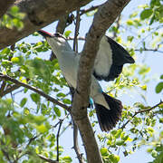 Woodland Kingfisher