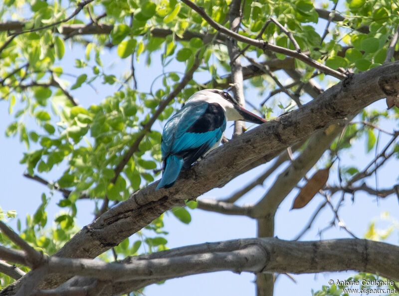 Woodland Kingfisheradult