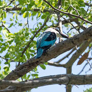 Woodland Kingfisher