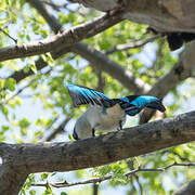 Woodland Kingfisher