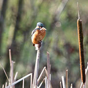 Common Kingfisher