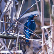 Common Kingfisher