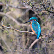 Common Kingfisher