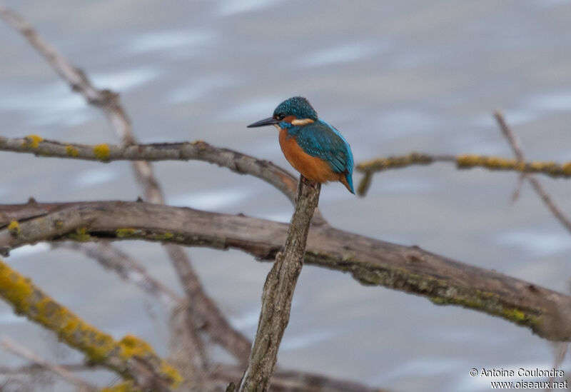 Common Kingfisher male adult