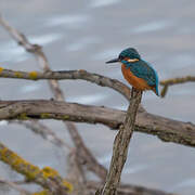 Common Kingfisher