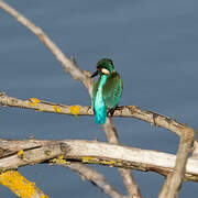 Common Kingfisher