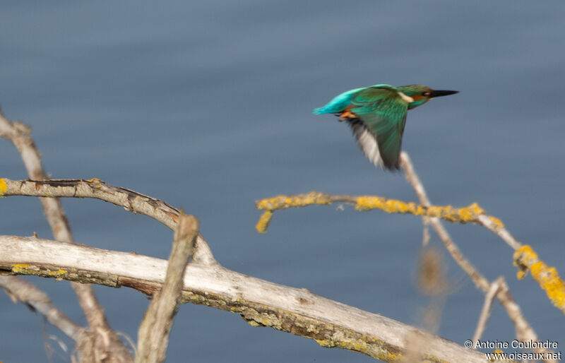 Common Kingfisher male adult