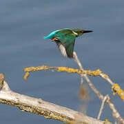 Common Kingfisher