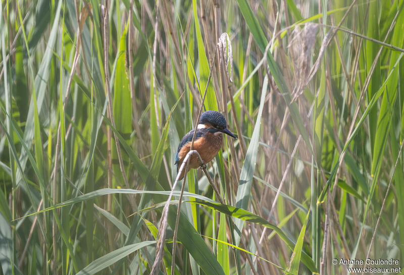 Common Kingfisher male adult