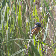 Common Kingfisher