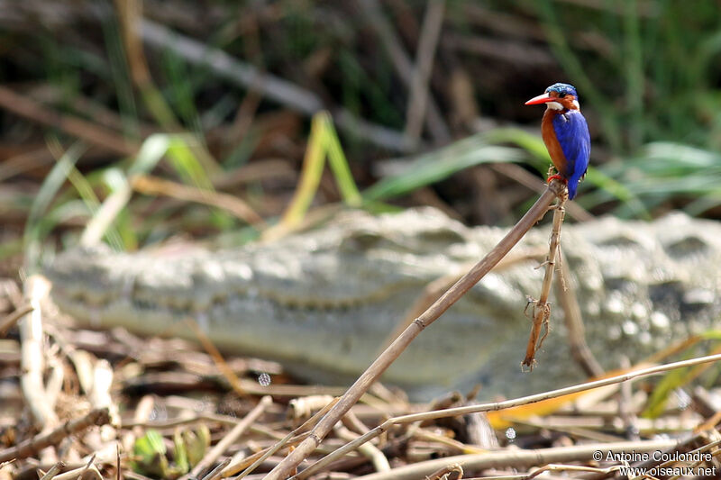 Malachite Kingfisheradult