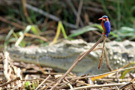 Malachite Kingfisher