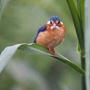 Malachite Kingfisher