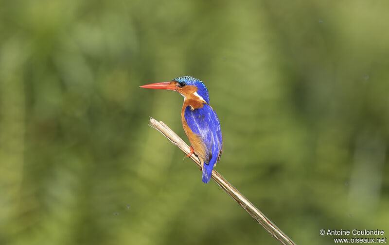 Malachite Kingfisheradult