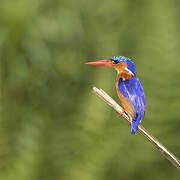 Malachite Kingfisher