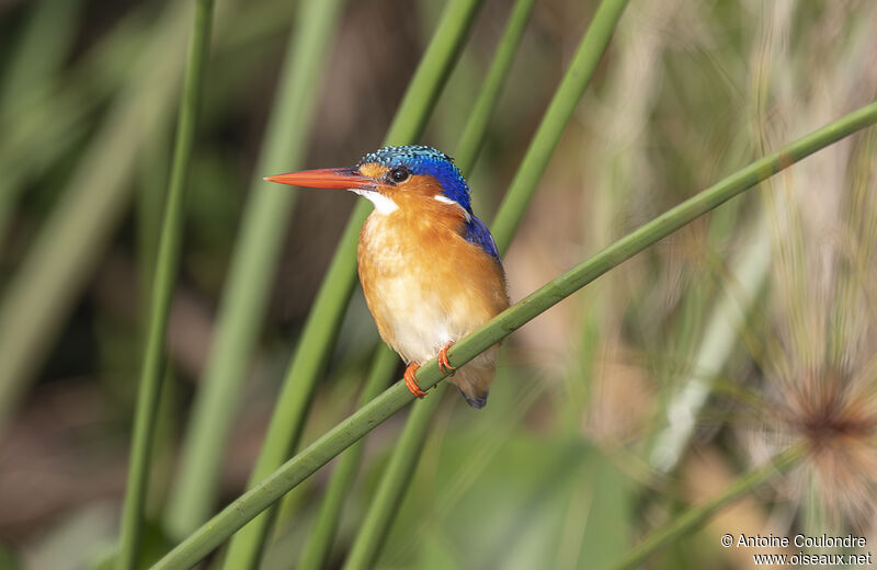 Malachite Kingfisheradult