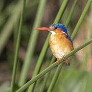 Malachite Kingfisher