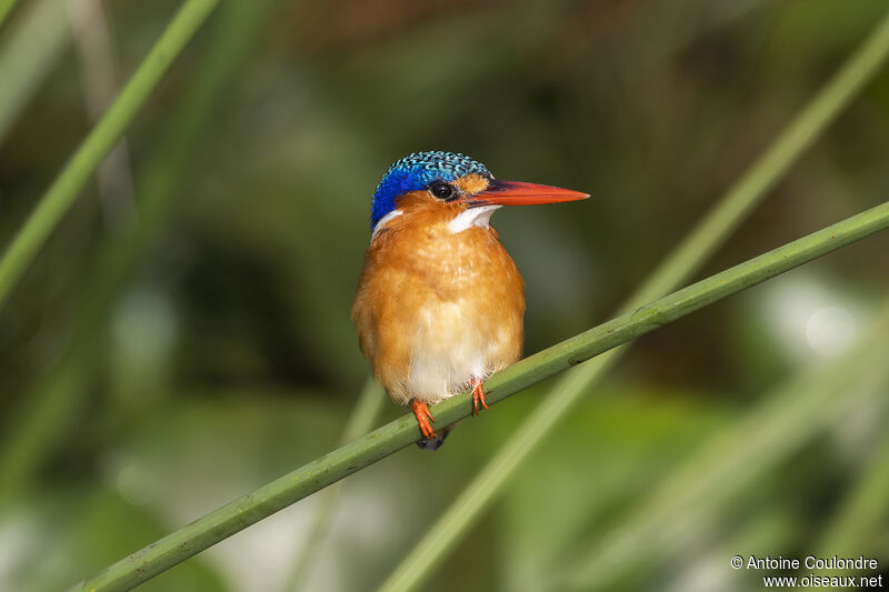 Malachite Kingfisheradult