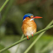 Malachite Kingfisher