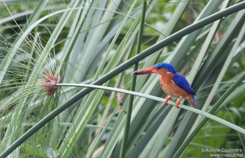 Malachite Kingfisheradult, fishing/hunting