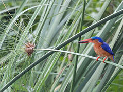 Malachite Kingfisher