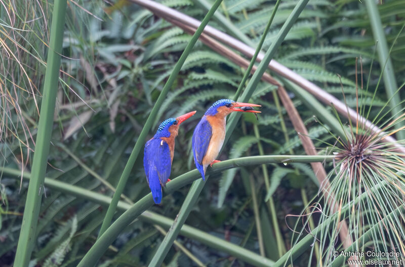 Malachite Kingfisher, fishing/hunting