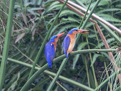 Malachite Kingfisher