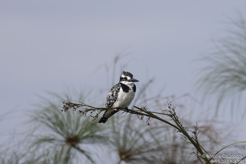 Pied Kingfisheradult