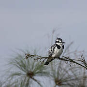 Pied Kingfisher