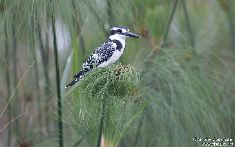 Pied Kingfisheradult