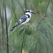 Pied Kingfisher