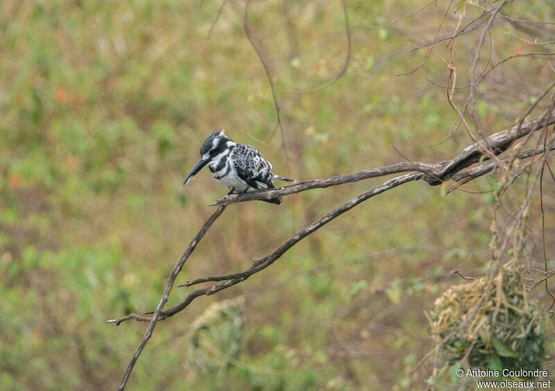 Pied Kingfisheradult