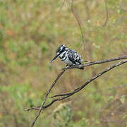 Pied Kingfisher