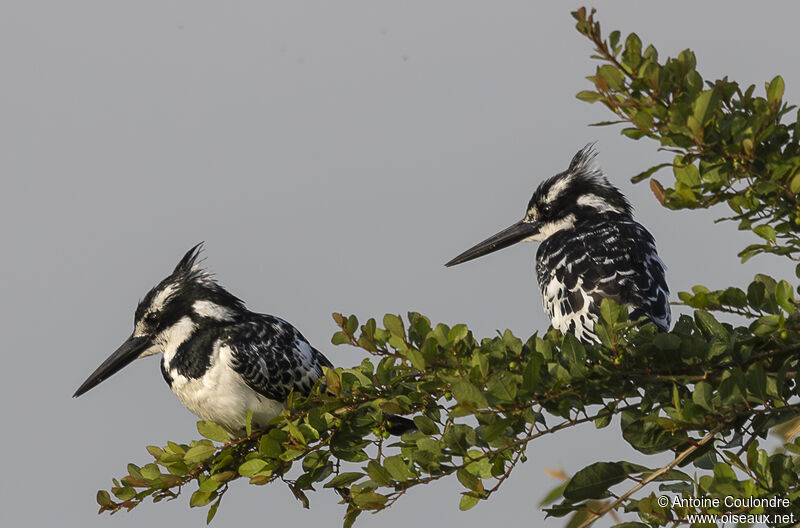 Pied Kingfisher