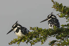 Pied Kingfisher