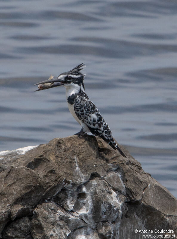 Pied Kingfisheradult, fishing/hunting