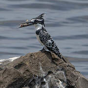 Pied Kingfisher