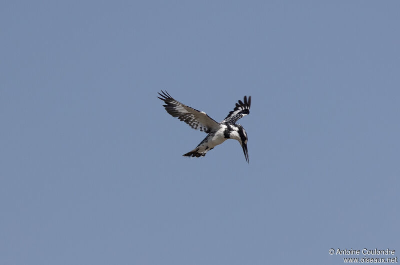 Pied Kingfisheradult, Flight, fishing/hunting