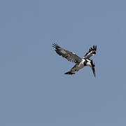 Pied Kingfisher