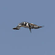 Pied Kingfisher