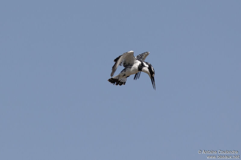 Pied Kingfisheradult, Flight, fishing/hunting