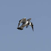 Pied Kingfisher