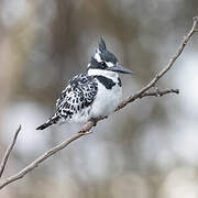 Pied Kingfisher