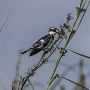 Pied Kingfisher