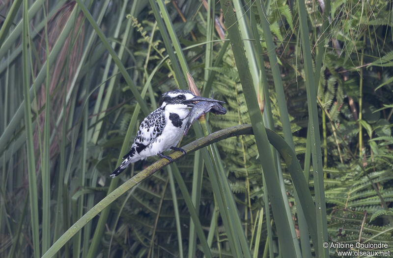 Pied Kingfisheradult, fishing/hunting