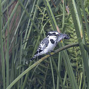 Pied Kingfisher