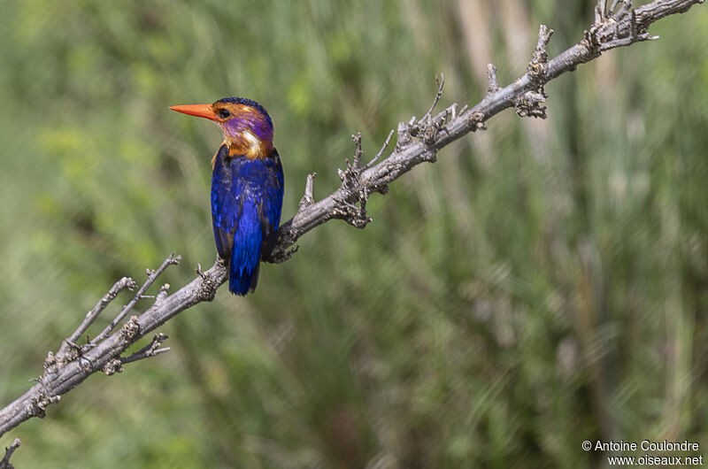 African Pygmy Kingfisheradult